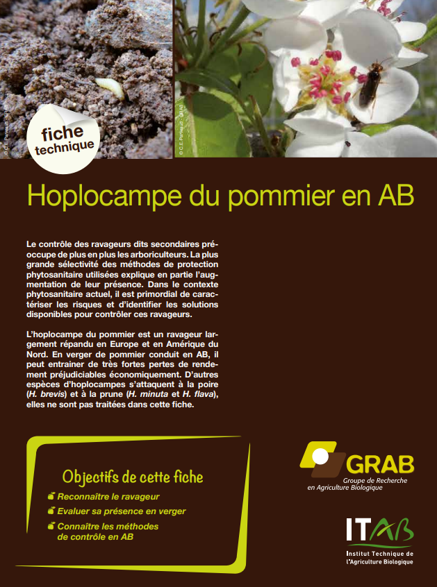 Technisches Merkblatt: Apfelblattwespe im biologischen Apfelanbau