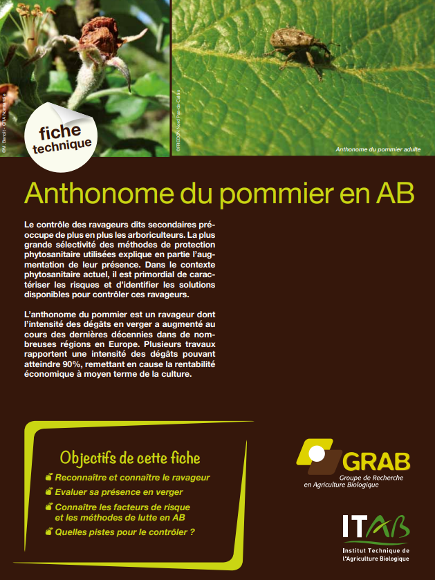 Technisches Merkblatt: Apfelblütenrüssler im ökologischen Landbau