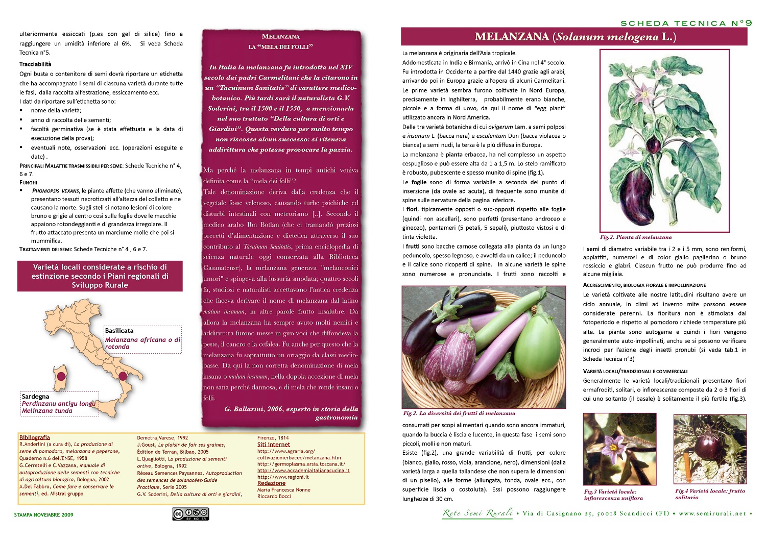 Padlizsán (Solanum melogena L.)
