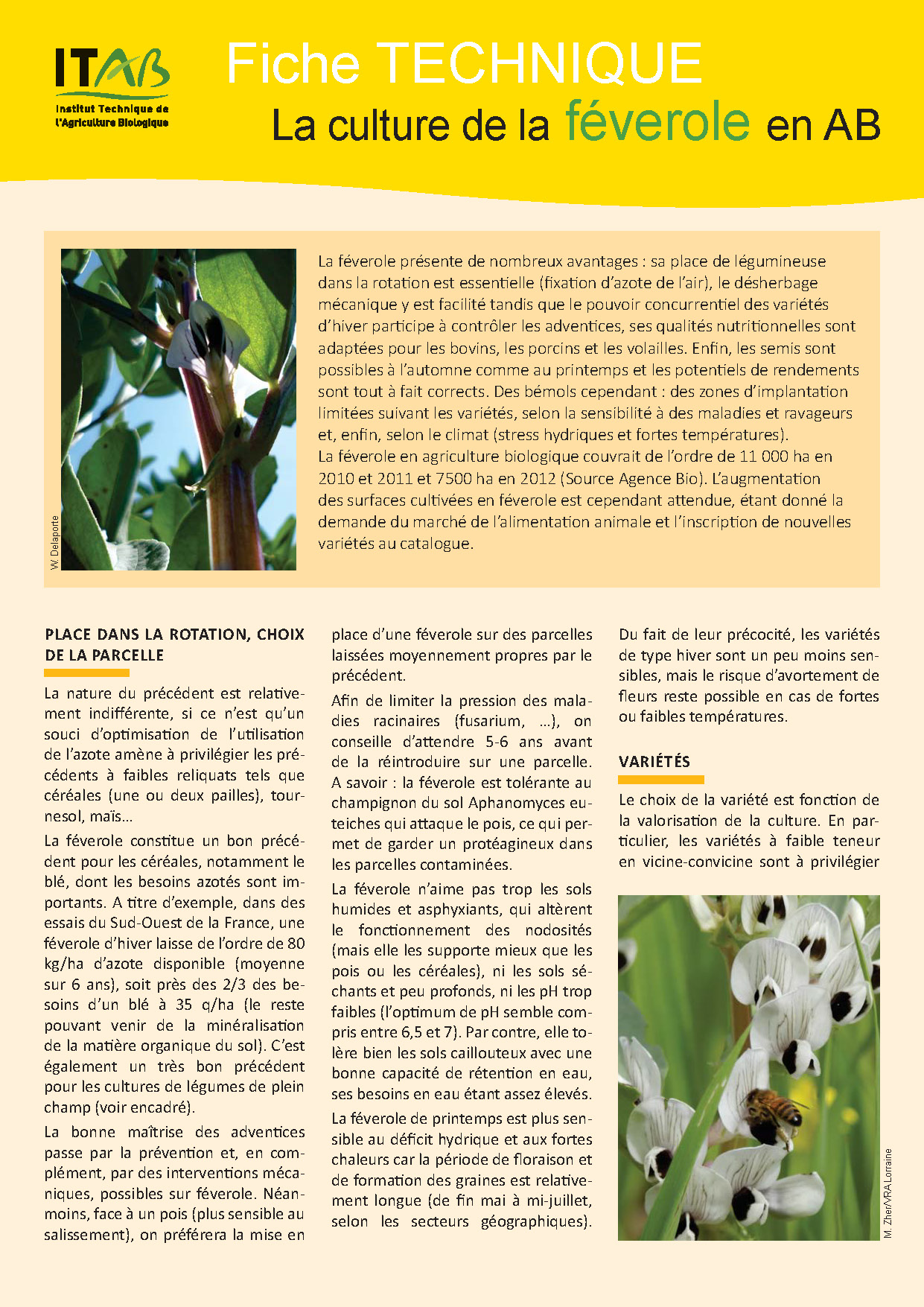 Technical leaflet: organic faba bean cultivation