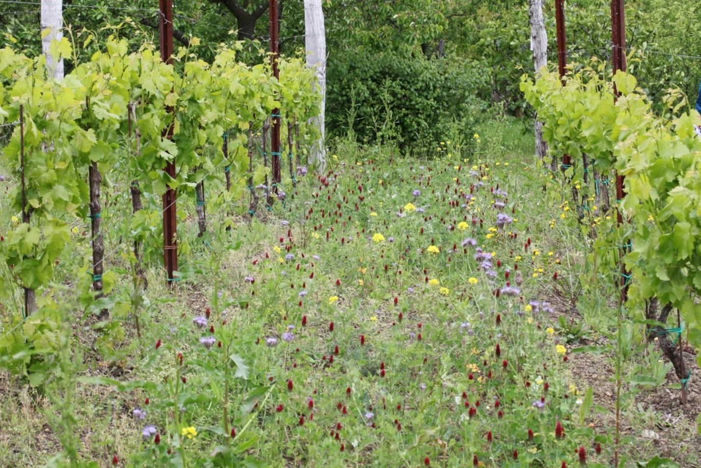 Bevar og forbedre fordelene i økologiske vinmarker (BioVine Practice Abstract)
