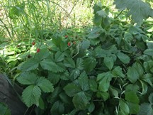 Användningen av jordgubbar som levande kompost i ekologiska fruktträdgårdar och vingårdar (DOMINO Practice Abstract)