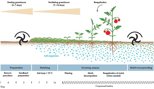 Overfør barkflis i økologiske drivhusafgrøder (Greenresilient Practice abstract)