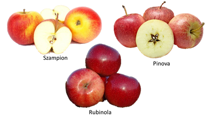 Évaluation de la méthode de transformation au niveau des composés bioactifs dans le jus de pomme (ProOrg Practice Abstract)