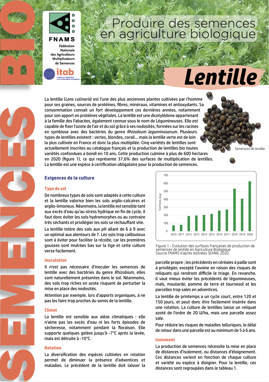 Produzione di semi in agricoltura biologica - Lenticchie