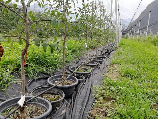 Nawożenie organiczne młodych sadów jabłoniowych (streszczenie praktyki DOMINO)