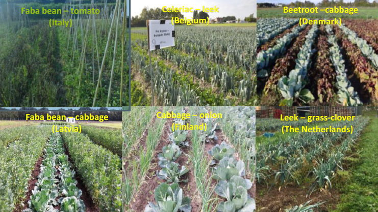 Biologisk mångfald under jorden i odlingssystem för remsor (SureVeg-praxisabstrakt)