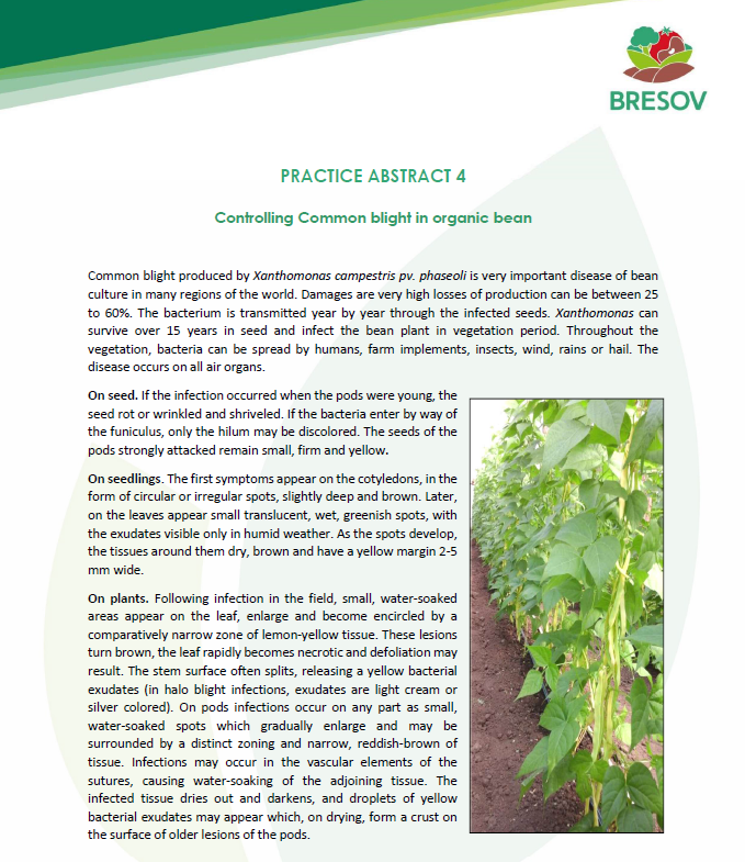 Controlling Common blight in organic bean (Bresov Practice Abstract)