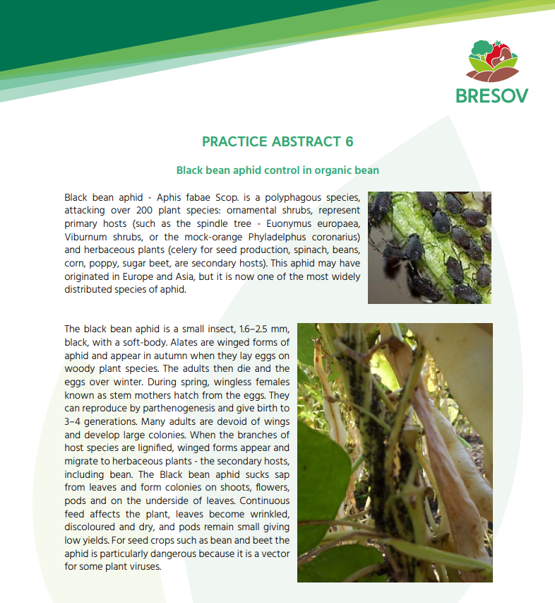 Bekæmpelse af sorte bønner bladlus i økologiske bønner (Bresov Practice Abstract)