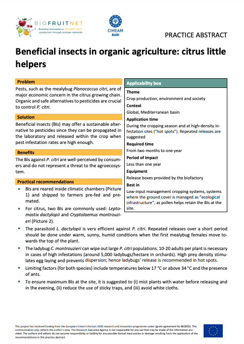 Insetti benefici in agricoltura biologica: piccoli aiutanti degli agrumi