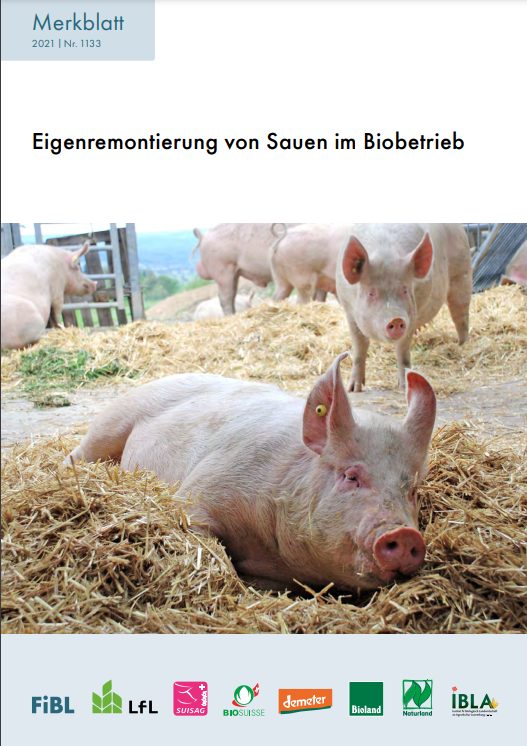 Self-rearing of sows on organic farms