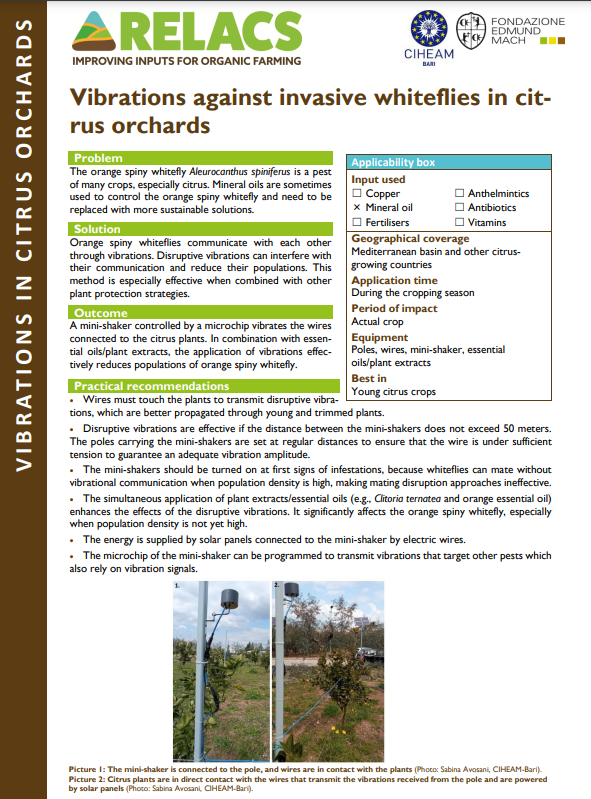Trillingen tegen invasieve wittevlieg in citrusboomgaarden (RELACS Practice Abstract)