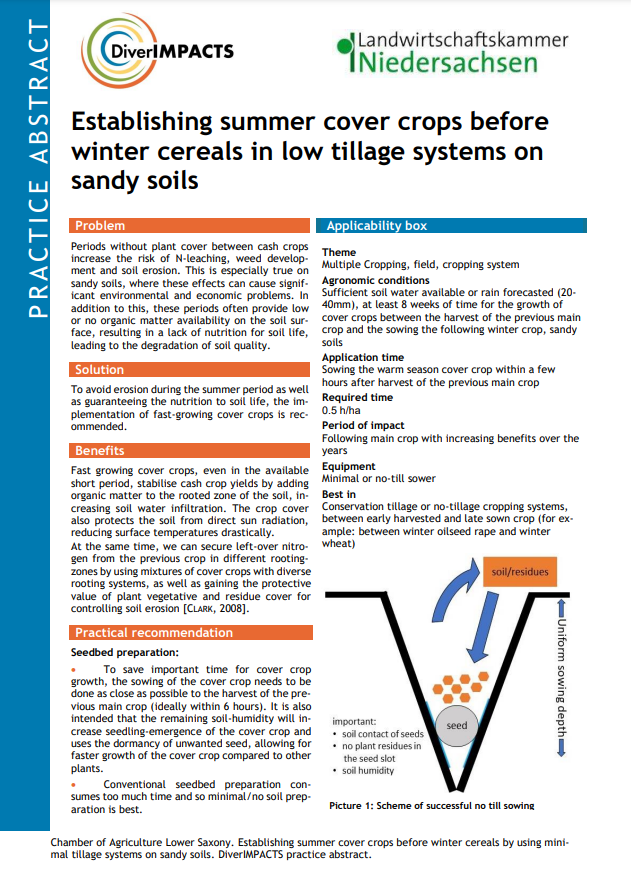 Establishing summer cover crops before winter cereals in low tillage systems on sandy soils (DiverIMPACTS Practice Abstract)