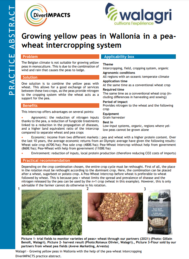 Отглеждане на жълт грах във Валония в система за смесване на грах-пшеница (DiverIMPACTS Practice Abstract)