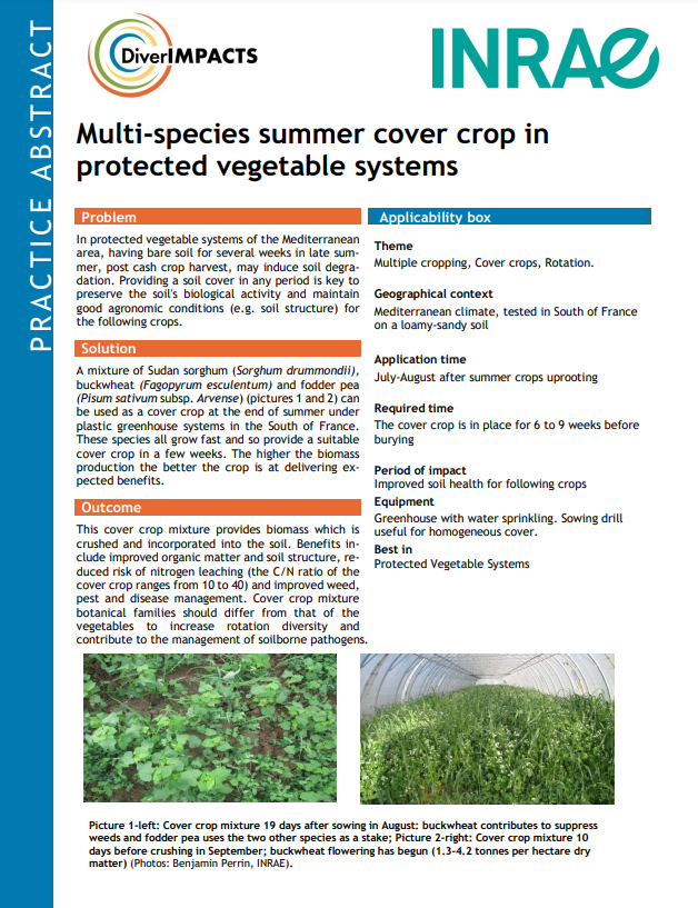 Cultivo de cobertura de verano de múltiples especies en sistemas vegetales protegidos (Resumen de práctica de DiverIMPACTS)