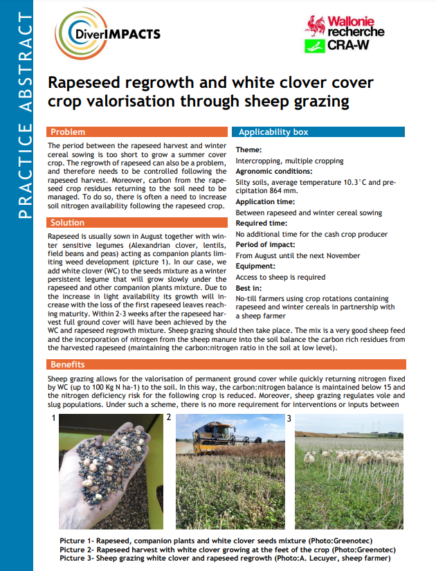 Recrecimiento de la colza y valorización del cultivo de cobertura del trébol blanco mediante el pastoreo de ovejas (Resumen de práctica de DiverIMPACTS)