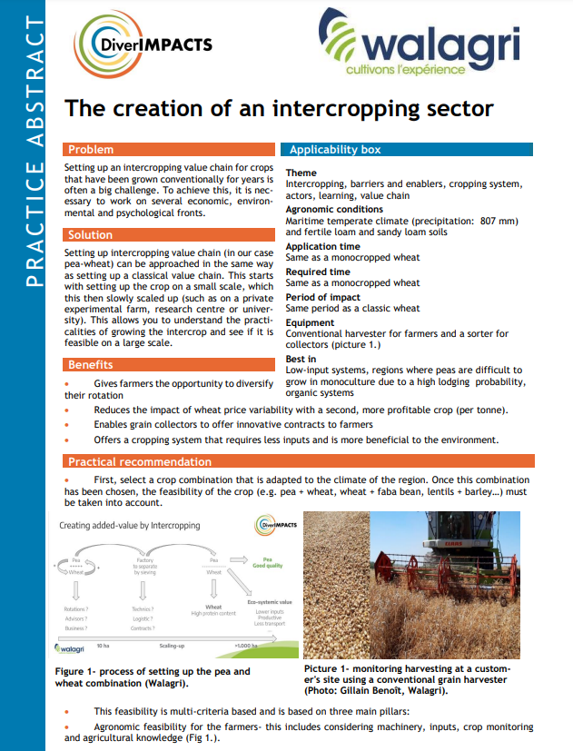 The creation of an intercropping sector (DiverIMPACTS Practice Abstract)