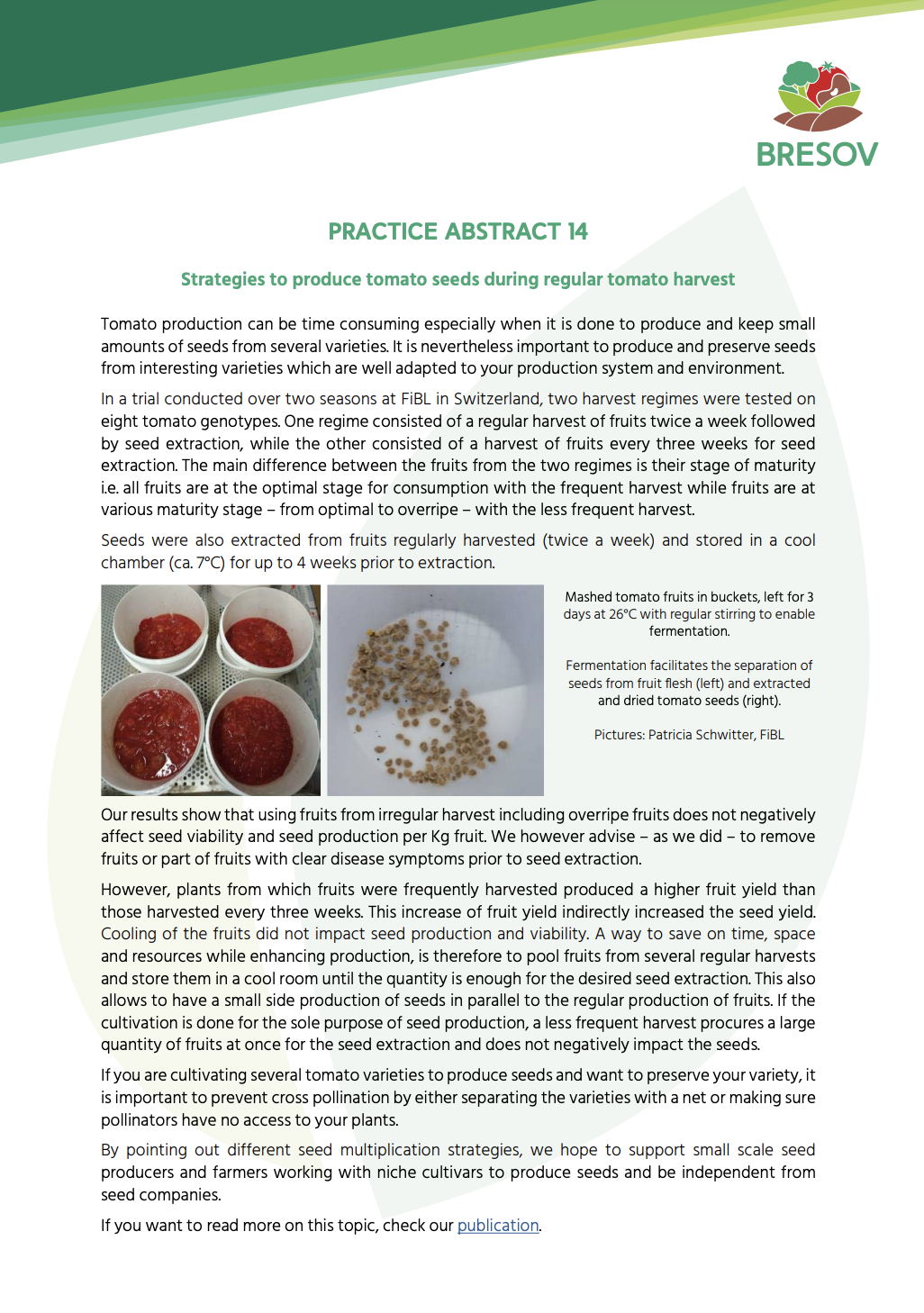 Strategie produkcji nasion pomidorów podczas regularnych zbiorów pomidorów (streszczenie praktyki BRESOV)