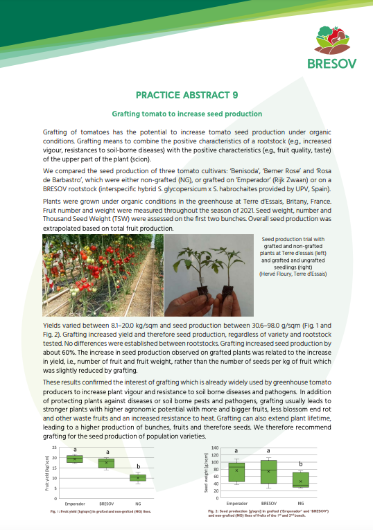 Injerto de tomate para aumentar la producción de semillas (Resumen de práctica de BRESOV)