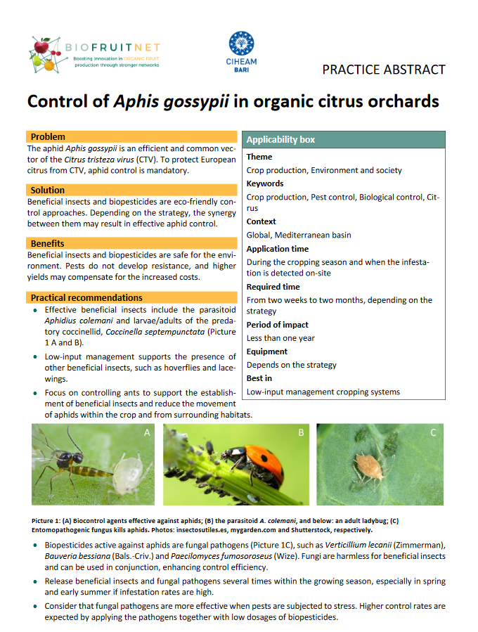 Aphis gossypii kontrole bioloģiskos citrusaugļu dārzos (BIOFRUITNET prakses kopsavilkums)