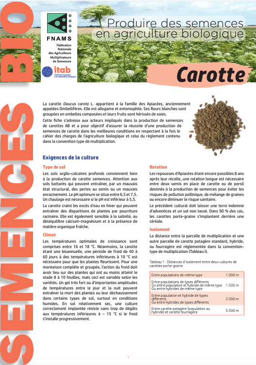 Producing seeds in organic agriculture: Carrot