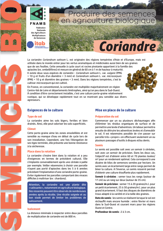 Producing seeds in organic agriculture: Coriander