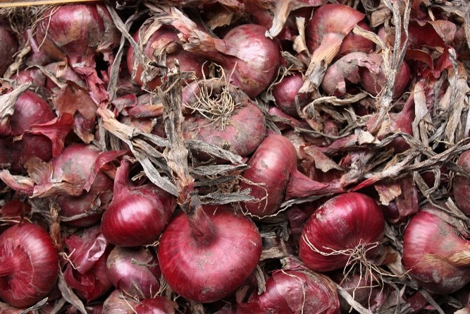 Best onion links